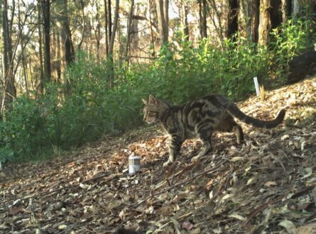 Feral cat detected during small mammal surveys. Photo: NSW Environmental Trust Feral Cat Project.