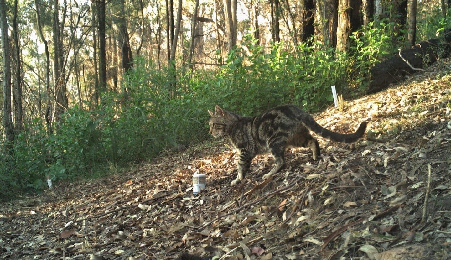 New study shows why many feral cat control programs don’t work - NESP ...
