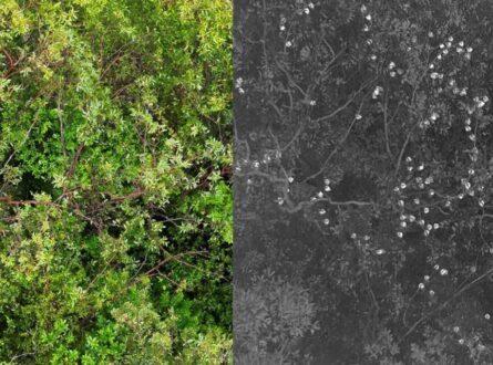 Thermal drone images of flying fox roosts Norris