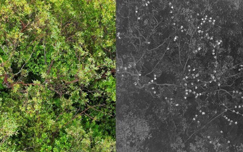 Thermal drone images of flying fox roosts_Norris