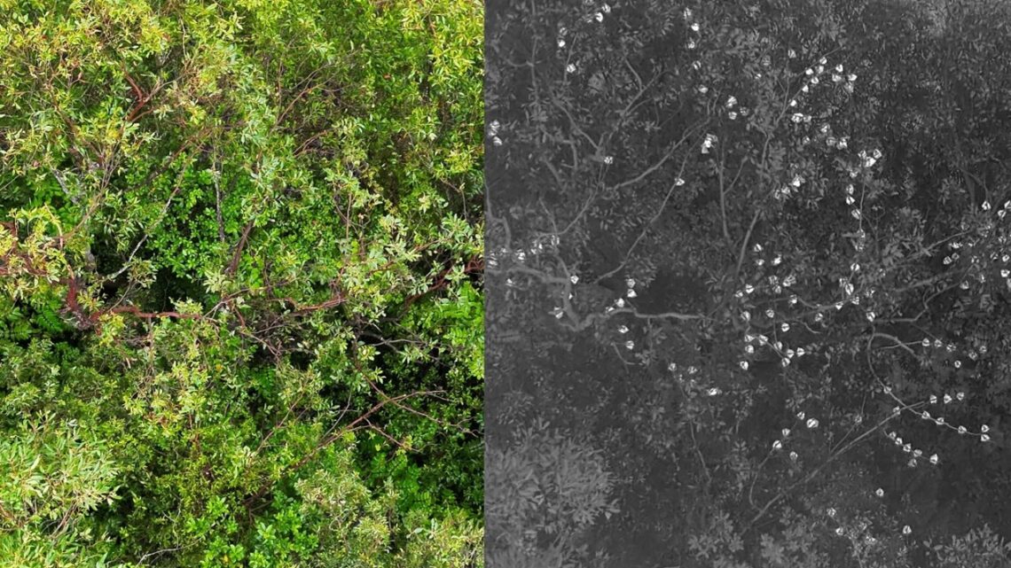 Thermal drone images of flying fox roosts