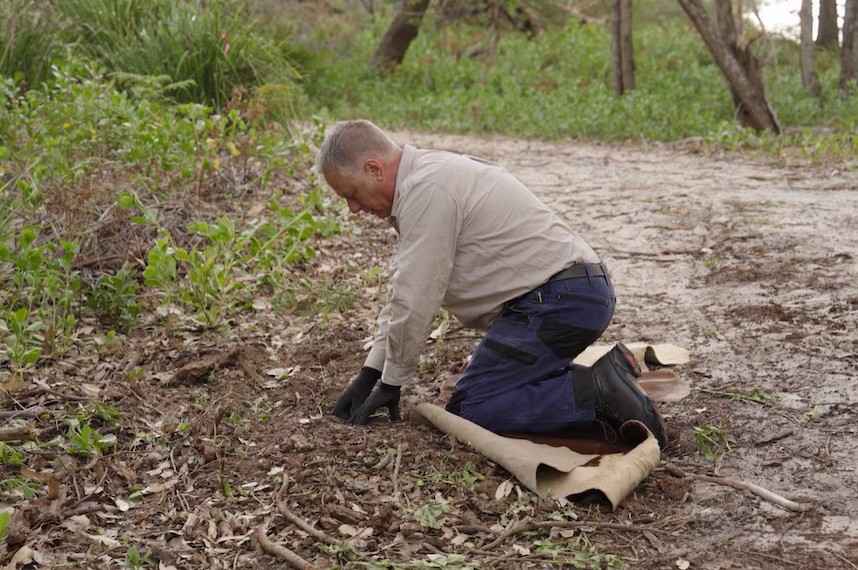 Dr Paul Meek checks a fox trap during fieldwork in Booderee National Park (Photo: NESP).