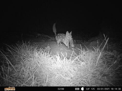 Quolls caught on camera in the Quoin (Photo: Erin Thomas).
