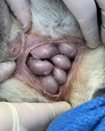 Pouch young (Photo: David Hamilton). 