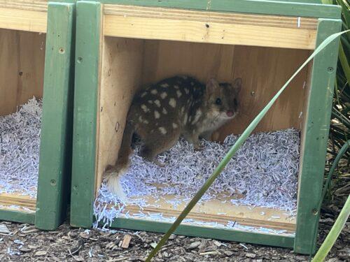 Qoull in a trasnport box (Photo: David Hamilton).