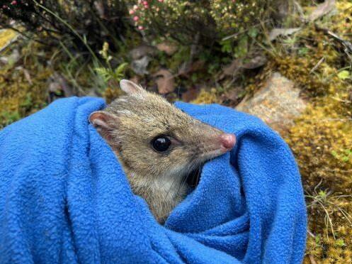 Eastern quoll. (Photo: David Hamilton).