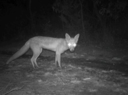 Fox camera detection BNP (Photo NESP)