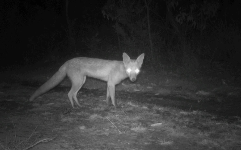 Fox camera detection BNP (Photo NESP)