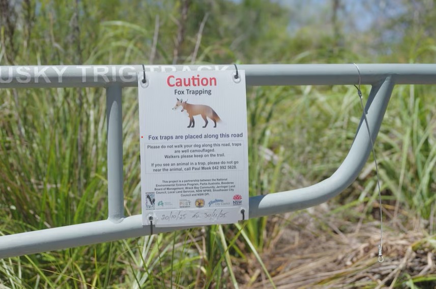 More than six foxes have been trapped and fitted with a GPS collar so far (Photo: NESP).