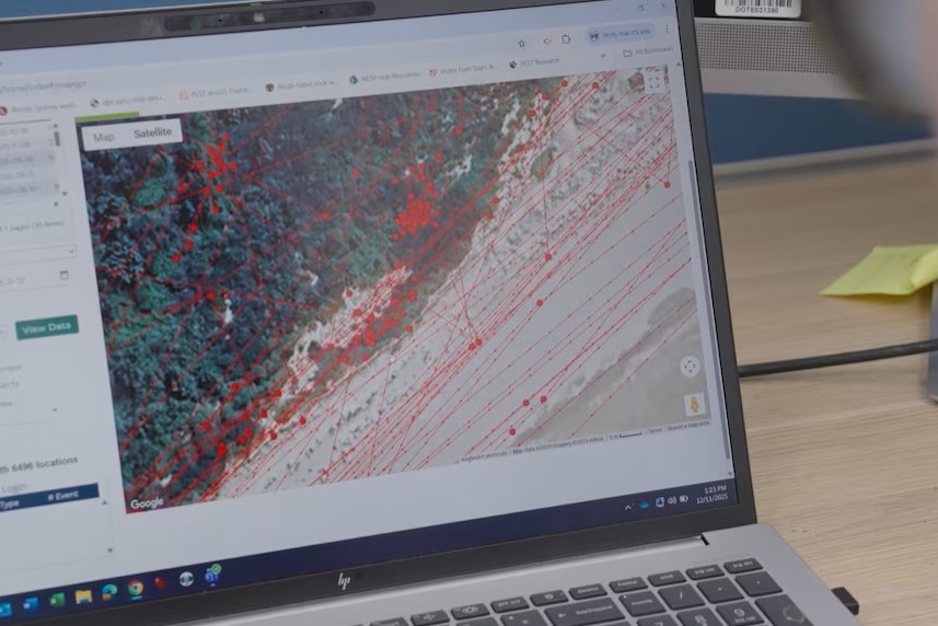 More than six foxes with GPS collars are creating "incredible" data highlighting how they are using the landscape (Photo: NESP).