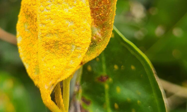 Myrtaceae species with myrtle rust. Photo: Geoff Pegg.