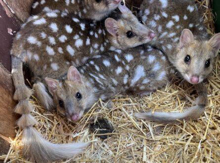 Quolls hunkered down together at Trowunna (Photo: Chloe Frick).