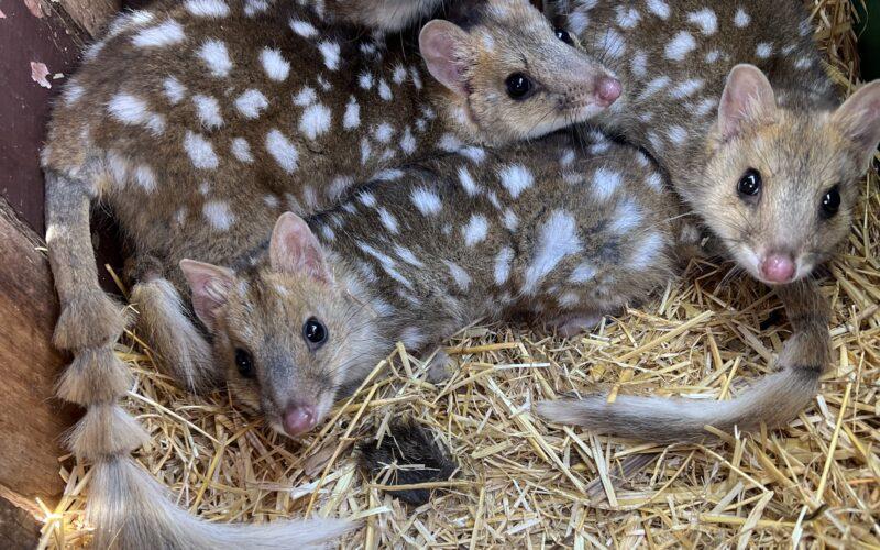 Quolls hunkered down together at Trowunna (Photo: Chloe Frick).