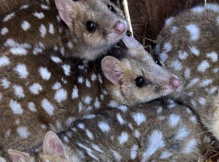 Quolls hunkered down together at Trowunna (Photo: Chloe Frick).