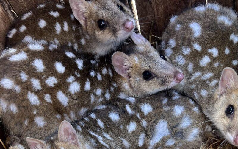 Quolls hunkered down together at Trowunna (Photo: Chloe Frick).
