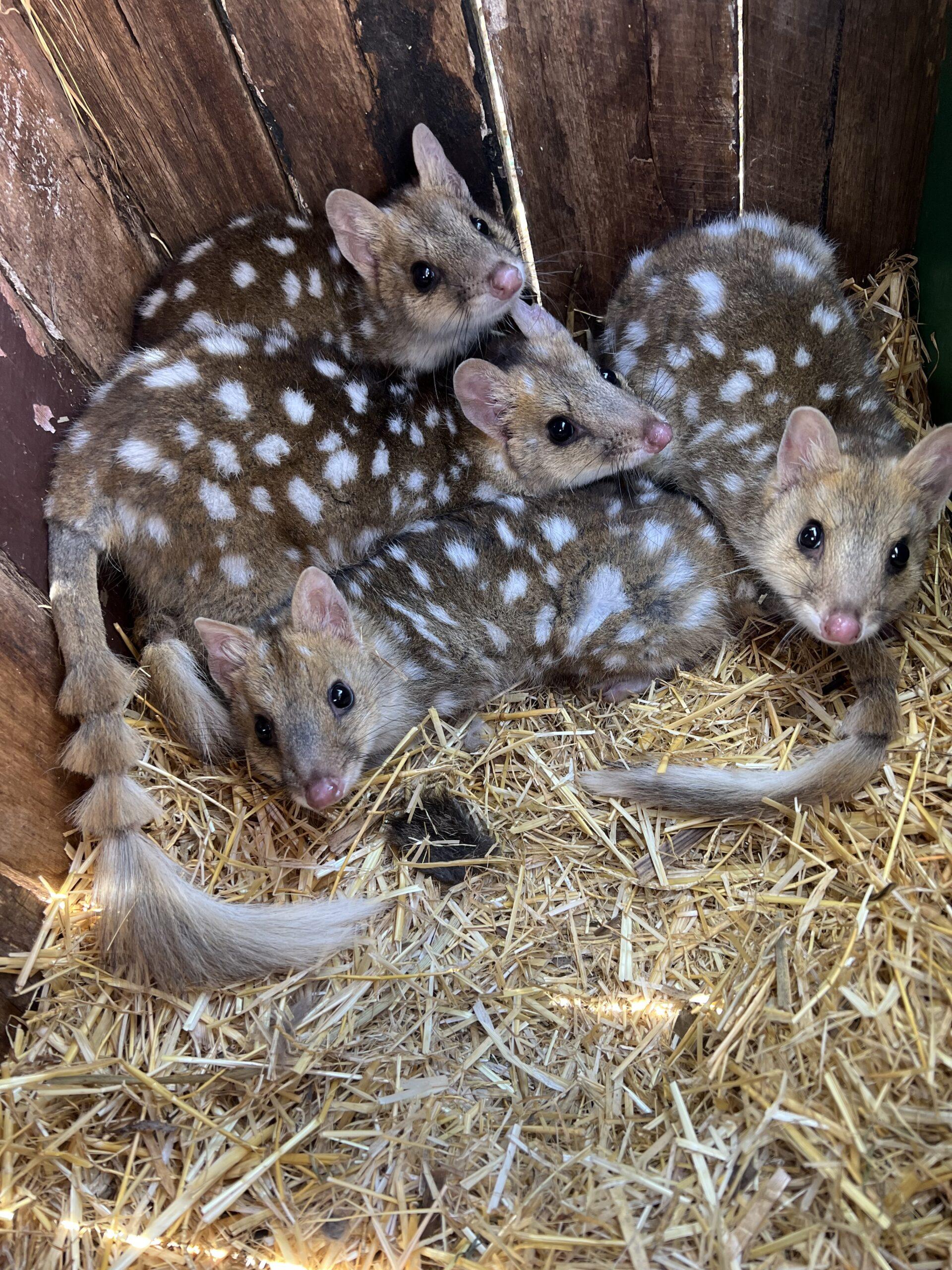 Quoll joeys give hope to vanishing Tasmanian species - NESP Resilient Landscapes Hub
