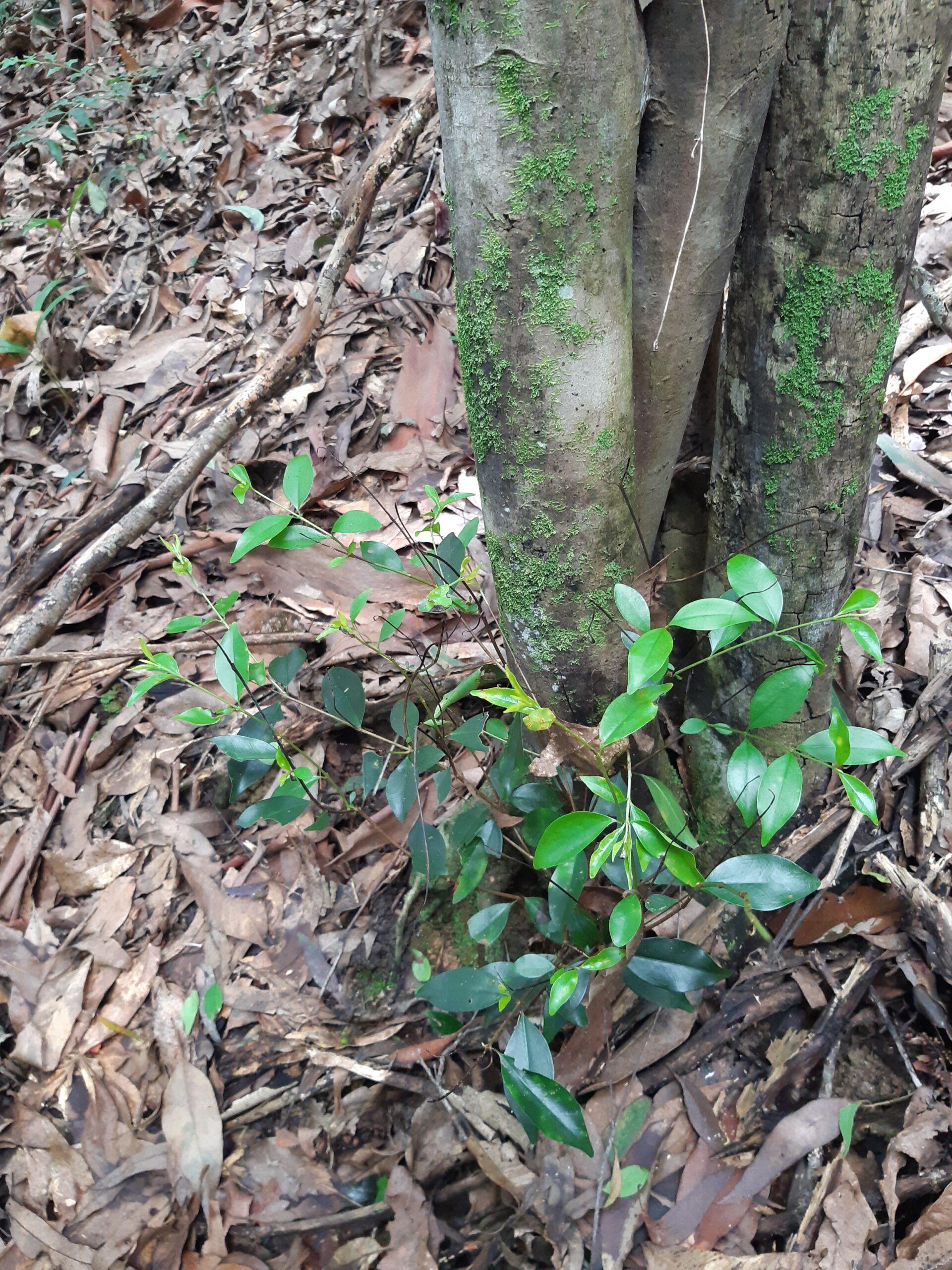 Rose Myrtle at eucalypt rainforest study site at Luxton bush reserve in Queensland. Photo: Kristy Stevenson