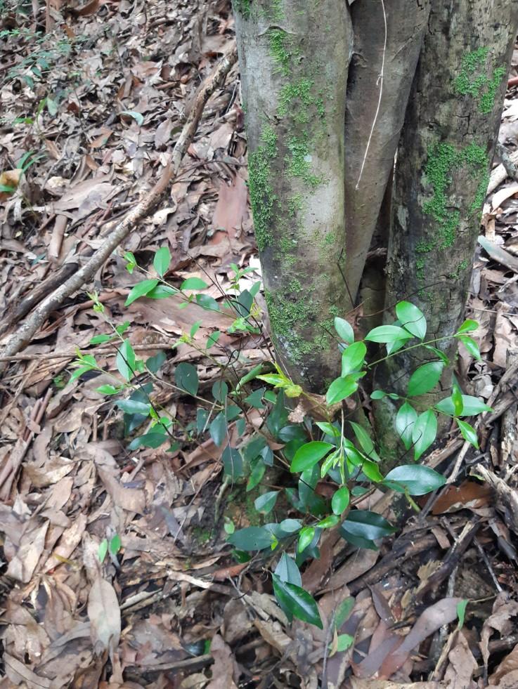 Rose Myrtle at eucalypt rainforest study site at Luxton bush reserve in Queensland. (Photo: Kristy Stevenson).
