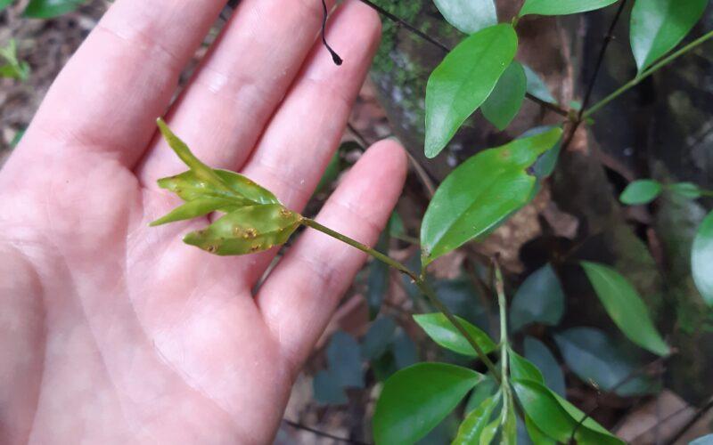 Rose Myrtle impacted by myrtle rust where the main stem has died and the basal re-sprouts are infected. Photo: Kristy Stevenson