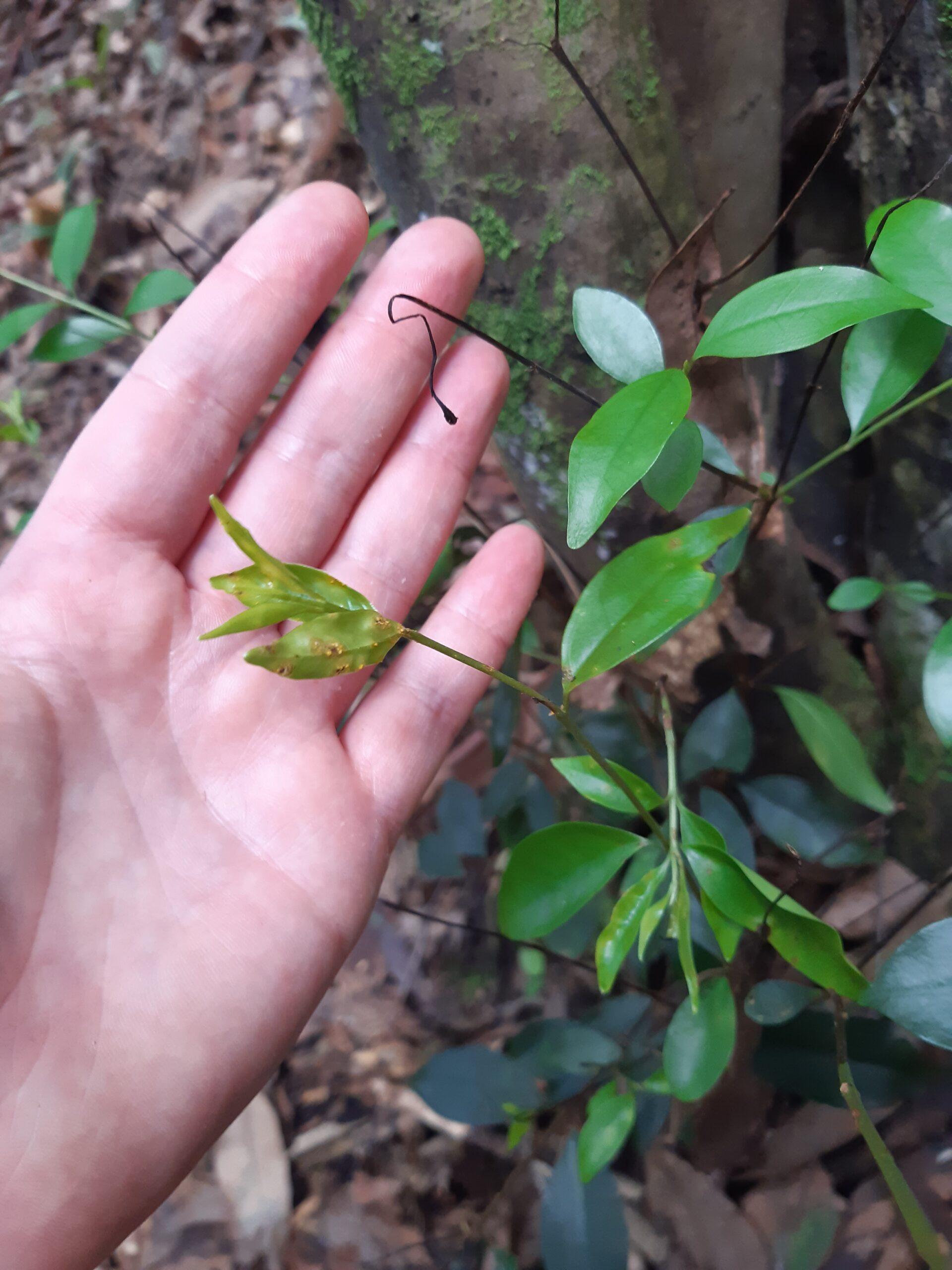Rose Myrtle impacted by myrtle rust where the main stem has died and the basal re-sprouts are infected. Photo: Kristy Stevenson