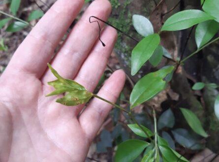Rose Myrtle impacted by myrtle rust where the main stem has died and the basal re-sprouts are infected. Photo: Kristy Stevenson