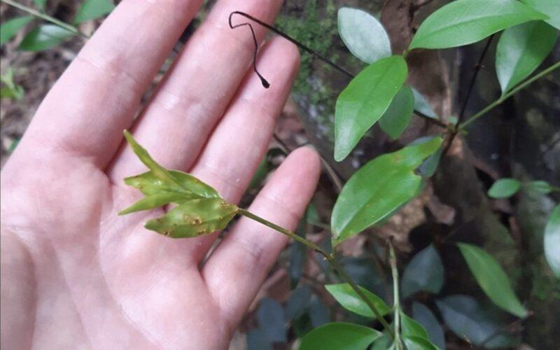 Rose Myrtle impacted by myrtle rust where the main stem has died and the basal re-sprouts are infected. Photo: Kristy Stevenson