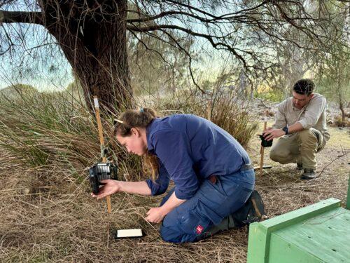 Dr Rowena Hamer setting up cameras in the field (Photo: Kath Tuft).