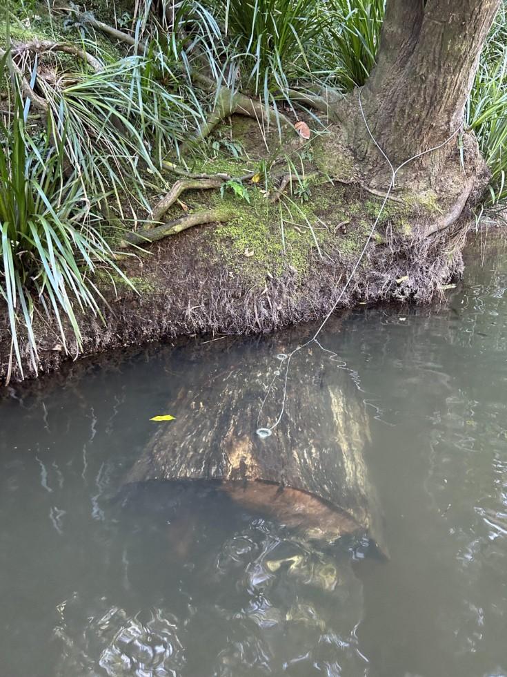 An artificial nesting log installed in the river as part of the Mary River cod habitat trial. Photo: Caitlin Jones, BMRG.