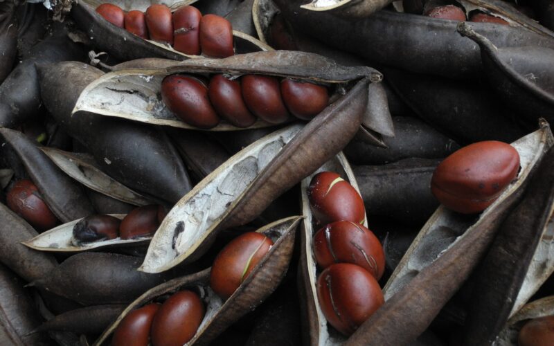 Black bean _credit Renae_AdobeStock 16-9