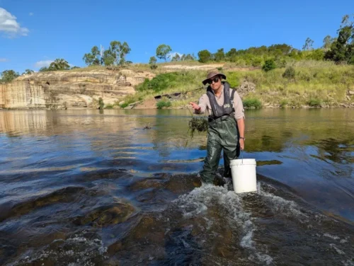 Burke releases the Vallisneria nana (ribbon plant) propagules into the river.