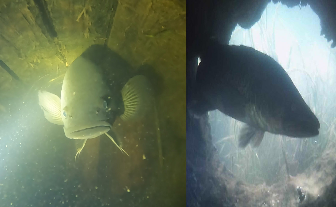 Cod using the artificial log habitats. Photo: Nathaniel Larsen, MRCCC