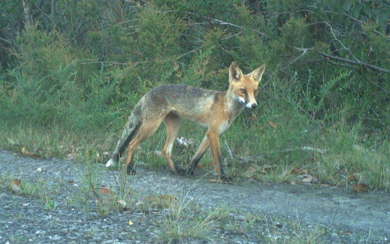 Fox sighting (Photo Paul Meek)