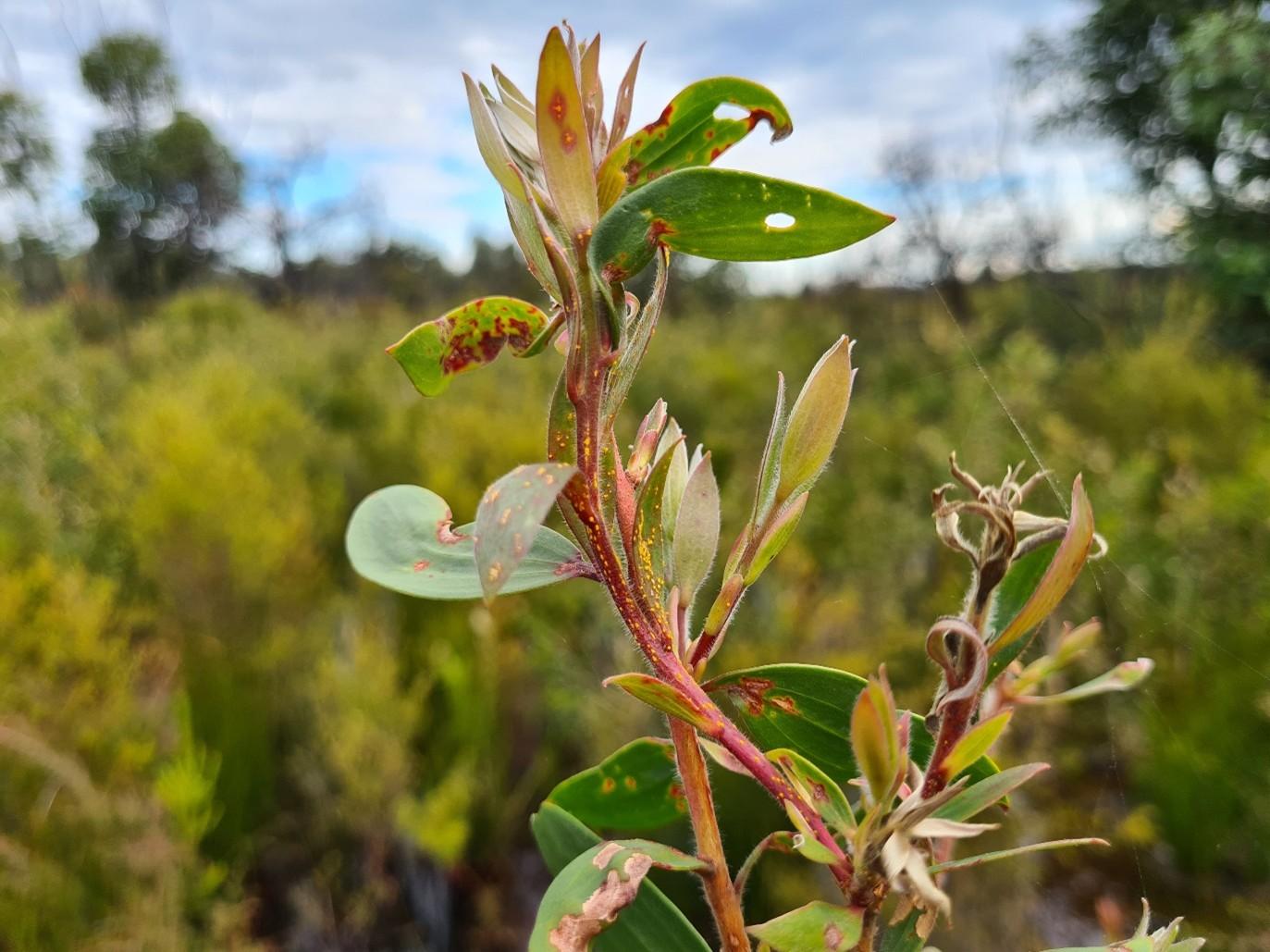 Melaleuca quinquenervia with myrtle rust. Photo: Geoff Pegg.
