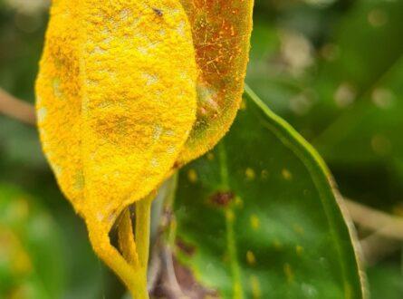 Myrtaceae species with myrtle rust. Photo: Geoff Pegg.