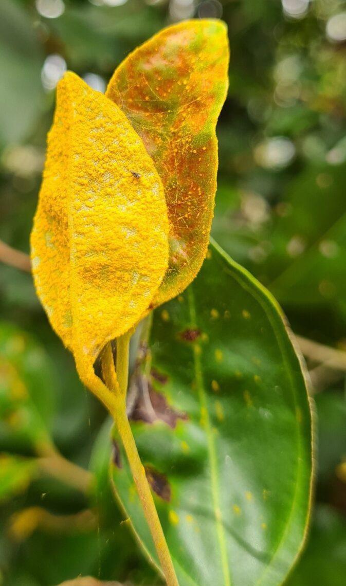 Myrtaceae species with myrtle rust. Photo: Geoff Pegg.