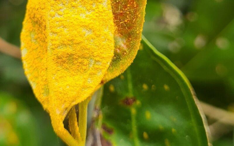 Myrtaceae species with myrtle rust. Photo: Geoff Pegg.