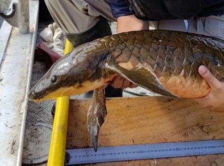 Ph.D. Candidate Colin Burke releasing an Australian lungfish. Credit Griffith University