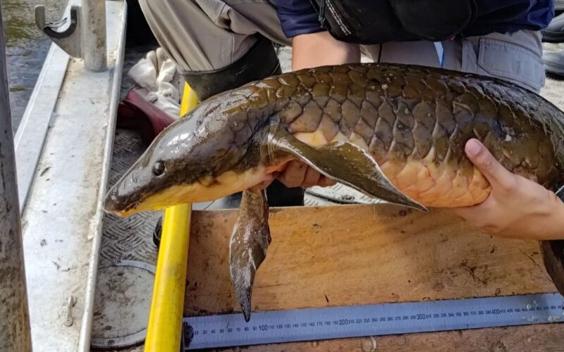 Ph.D. Candidate Colin Burke releasing an Australian lungfish. Credit Griffith University