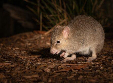 The bettong is a marsupial protected within conservation areas. Photo: Matt Palmer.