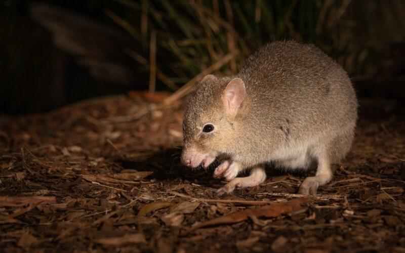 The bettong is a marsupial protected within conservation areas. Photo: Matt Palmer.