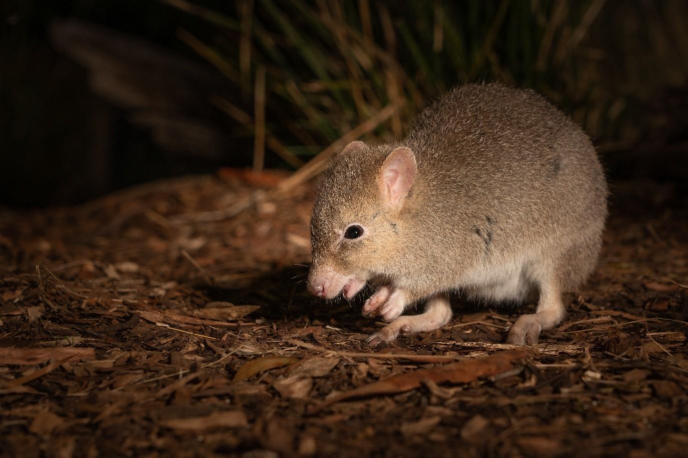 The bettong is a marsupial protected within conservation areas. Photo: Matt Palmer.
