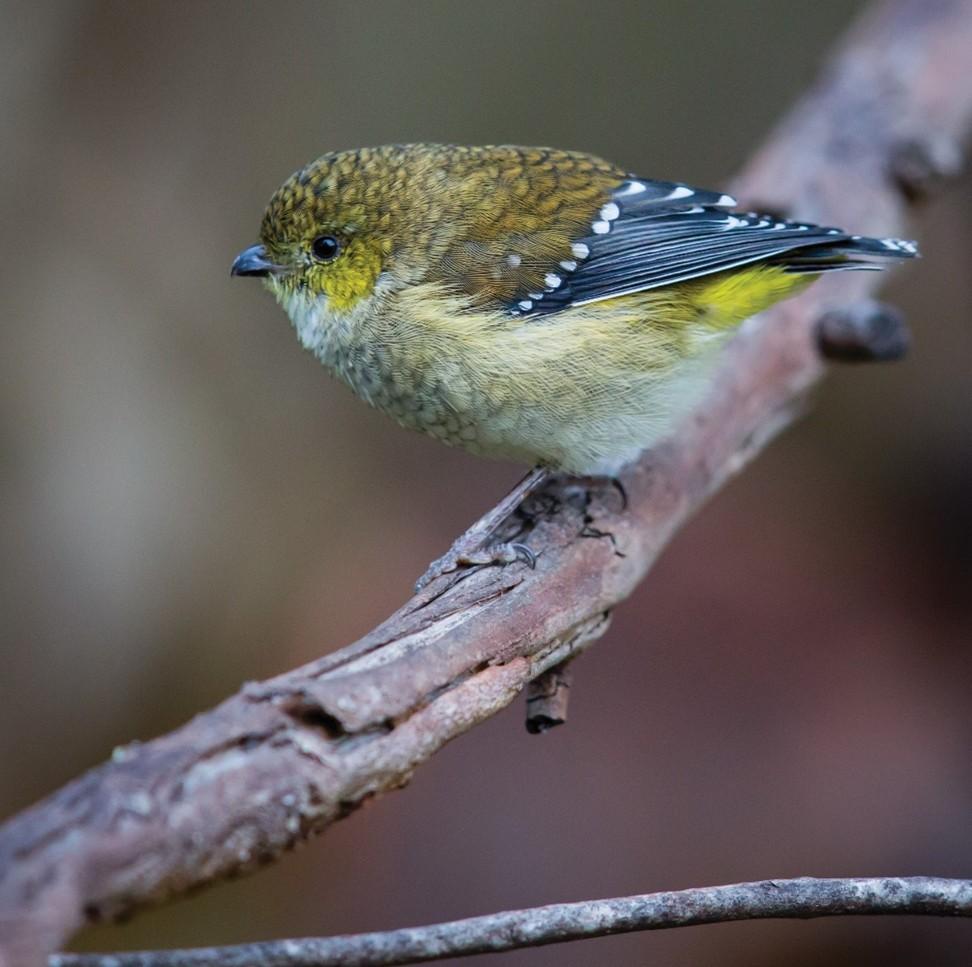 The forty-spotted pardalote is a threatened native bird whose habitat has become highly fragmented. Photo: Andrew Browne.
