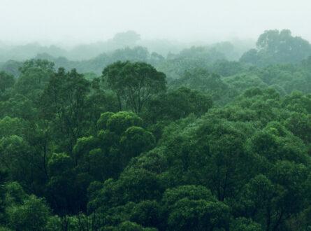 Rainforest jungle aerial view