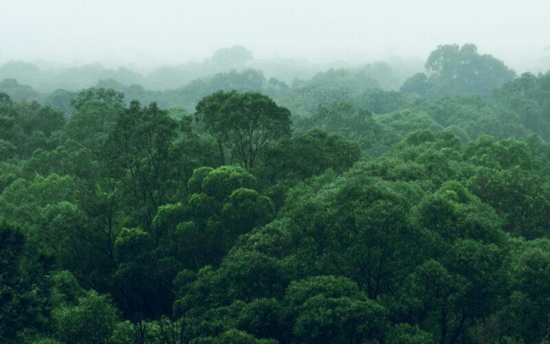 Rainforest jungle aerial view