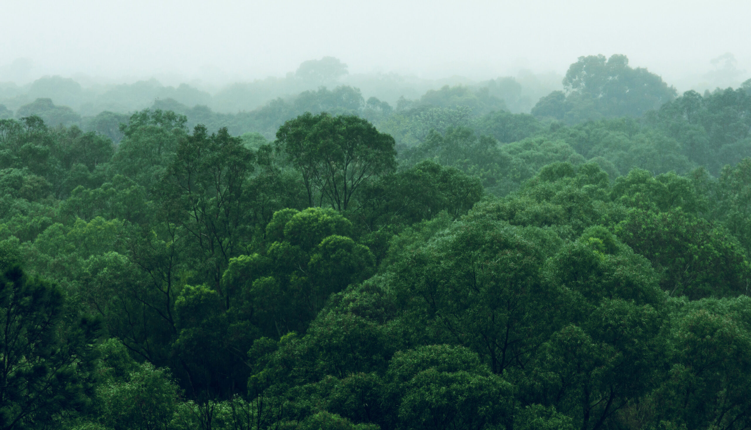 Rainforest jungle aerial view