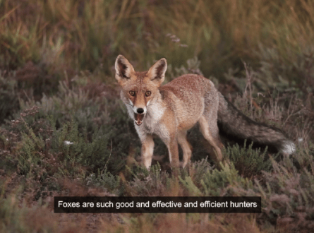 Foxes on the Run thumbnail