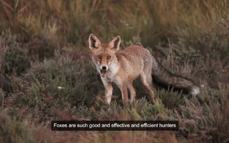 Foxes on the Run thumbnail