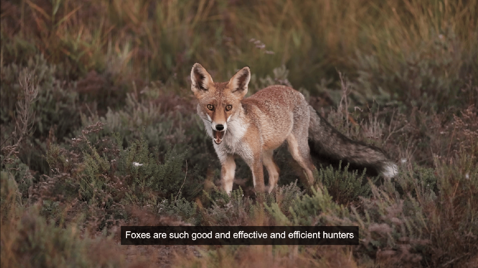 Largest camera rollout around Jervis Bay to detect foxes (video) - NESP ...