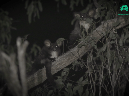 Greater Glider thumbnail