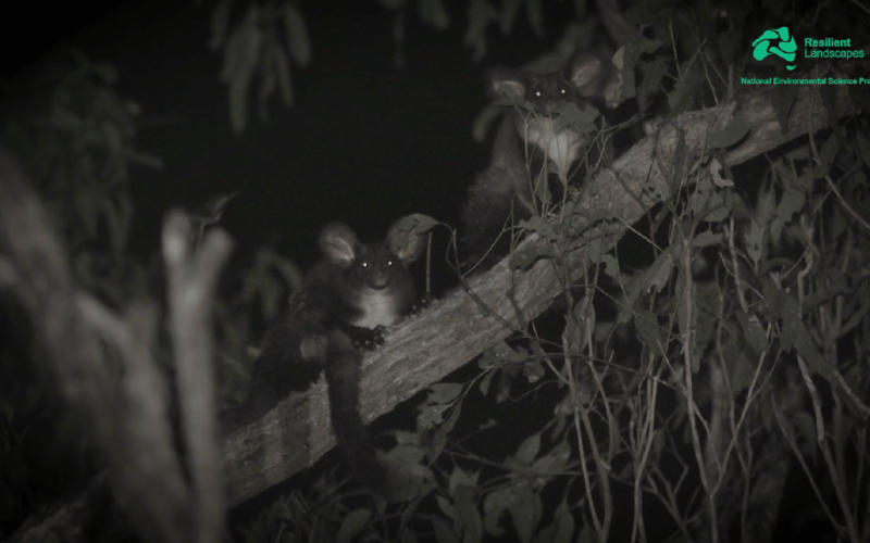 Greater Glider thumbnail
